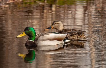 Ducks on the lake