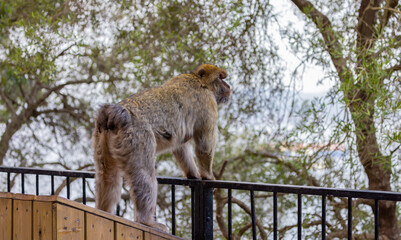 Barbary macaque at Rock of Gibraltar, UK.