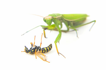 praying mantis is fighting a wasp close-up on a white background. Hunting in the world of insects....