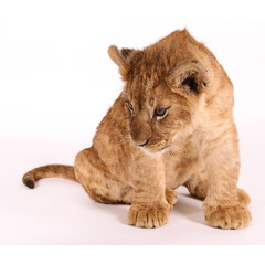 Plakat Handsome lion cub. Little lion. The king of beasts at the photo shoot. Funny little lion. Lion child.