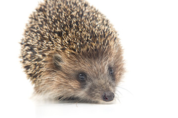 Erinaceus europaeus. Common European hedgehog on a white background © photosaint