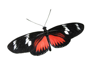 
A close up of a heliconius doris butterfly isolated on a transparent background