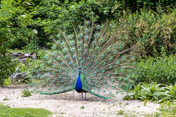Obraz premium Indian Peacock or Blue Peacock, Pavo cristatus