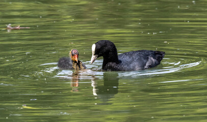 The Eurasian coot, Fulica atra swimming on the Kleinhesseloher Lake at Munich, Germany