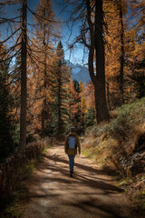Fototapeta premium Frau macht einen herbstlichen Spaziergang im Lärchenwald