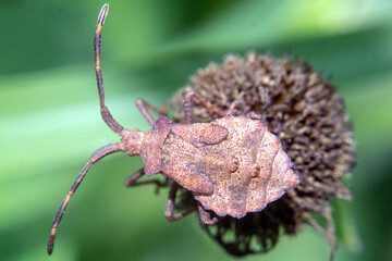 macro photo of a brown marmorated stink bug on a dried flower with a green background