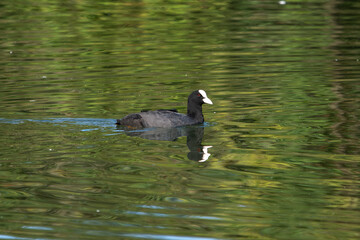 The Eurasian coot, Fulica atra swimming on the Kleinhesseloher Lake at Munich, Germany