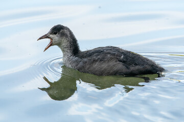 The Eurasian coot, Fulica atra swimming on the Kleinhesseloher Lake at Munich, Germany