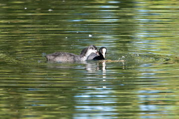 The Eurasian coot, Fulica atra swimming on the Kleinhesseloher Lake at Munich, Germany