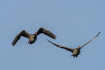 The greylag goose, Anser anser is a species of large goose