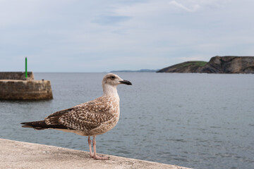Seagull in the Bay of Comillas, Cantabria