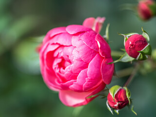 Close-up of a pink rose on green background