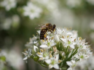 Bee on a Chive Flower in Summer 