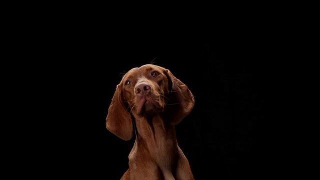 dog in the collar. Beautiful Hungarian Vizsla on a black background in the studio