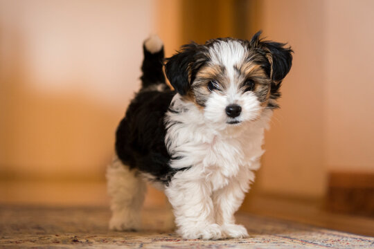 biewer yorkshire terrier
