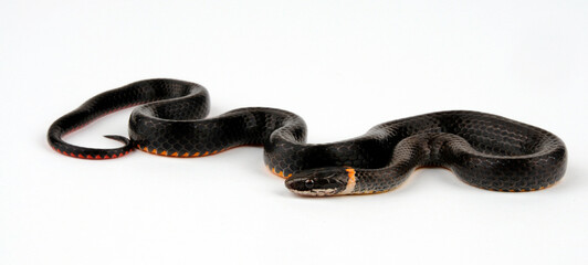 Ringhalsnatter, Halsringnatter, Halsbandnatter // Ring-necked snake (Diadophis punctatus)