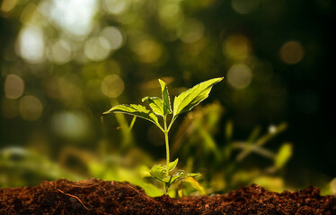 Close up of a young plant sprouting from the ground with green bokeh background	
