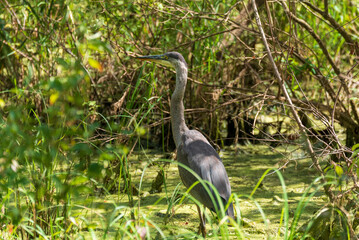 Great Blue Heron Feeding In The Marsh