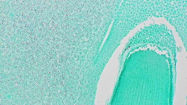 Seed of Zea mays in longitudinal section filmed in lab under microscope 200x on bright field. Piece of maize cut and multiply magnified for studying its structure and analyzing cells on biology.