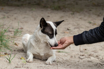 A man feeds an unfortunate stray dog on a deserted beach.The problem of survival of stray dogs on the street.