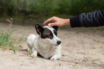 A man's hand stroking a dog on the head. Love for pets and friendship concept. Close up dog portrait.