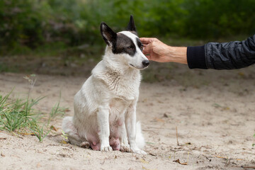 A man pats a homeless nursing dog mother on the head.A man calms down a frightened stray dog.The concept of helping homeless animals on the street.