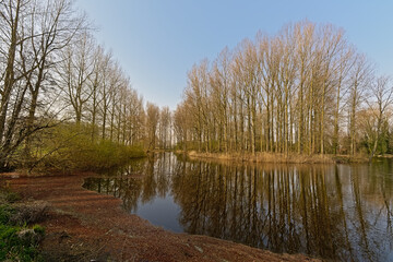 Fototapeta na wymiar Sunny bare trees along an old tide arm of river Scheldt , reflecting in the water Scheldemeersen nature reserve, Merelbeke, Flanders, Belgium 