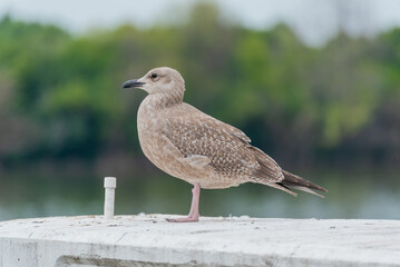 Herring Gull Perched On A Bridge Support