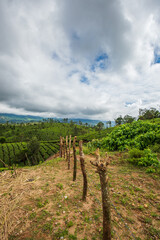 Fototapeta na wymiar Tea Plantations, Munnar, Kerala, India.