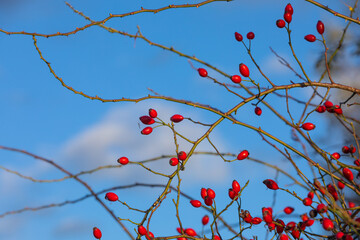 rope rose hips with blue sky