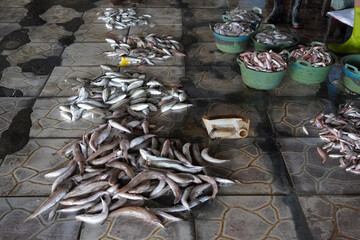 Fresh fish being sold in the traditional fish market