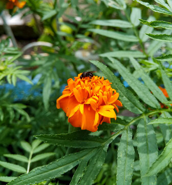 Stingless Bee Collect Nectar On Marigold Flower