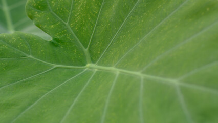 Tropical green leaf texture for background.