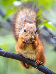 The squirrel with nut sits on tree in the autumn. Eurasian red squirrel, Sciurus vulgaris.