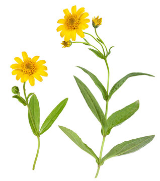 Arnica plants for alternative medicine, transparency background