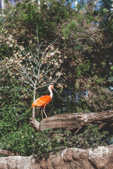 red pink pelican bird sitting on dead tree trunk next to green trees under blue sky.