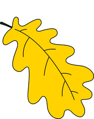 Yellow golden oak leaf. isolated design element.