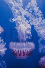 White Jellyfish dansing in the dark blue ocean water.
