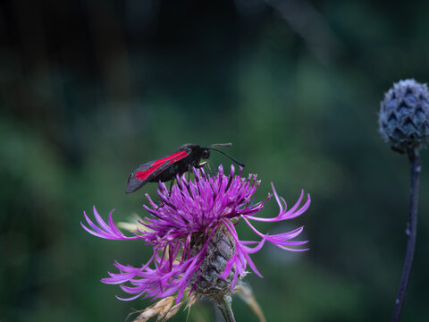 beautiful cinnabar  moth feasting on Carduus, thristle plant
