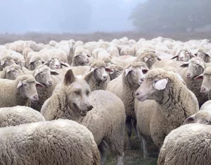 Foto op Plexiglas Wolf in disguise wearing a wool clothing mingles in a flock of sheep. Wolf  pretending to be a sheep concept. © funstarts33