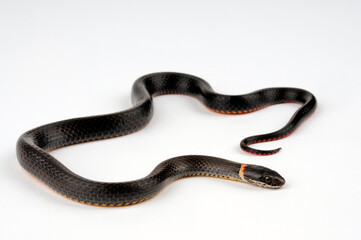 Ring-necked snake // Ringhalsnatter, Halsringnatter, Halsbandnatter (Diadophis punctatus)