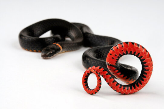 Aposematismus Bilder Durchsuchen 1,281 Archivfotos,