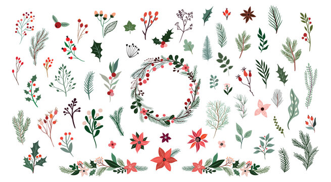 Christmas botanical collection with seasonal flowers and plants, floral wreath and garland, winter design isolated on white