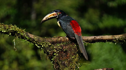black and red toucan rest on a tree branch