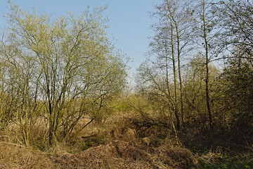Fototapeta na wymiar Sunny bare trees and shrubs under a blue sky in the Flemish countryside