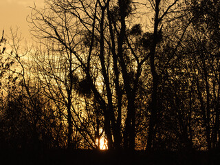 Drzewo na tle wschodzącego słońca