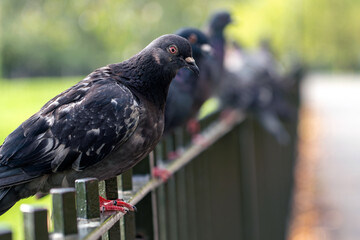 Pigeons on a fence