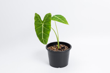 Alocasia Micholitzian Green Velvet plant in black plastic pot with isolated white background