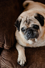 Pug Pet Portrait on Brown Couch