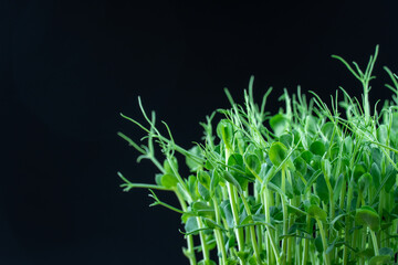 Pea microgreens birth close up on black background. Green micro plants pisum germination. Young sprouts growing in containers. Germination of beanstalk crop seeds. Healthy nutrition and organic food.